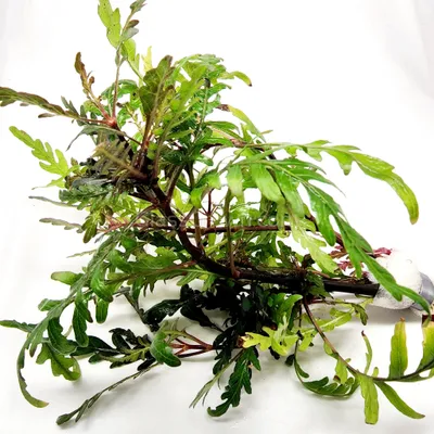 Hygrophila pinnatifida (etablerad)