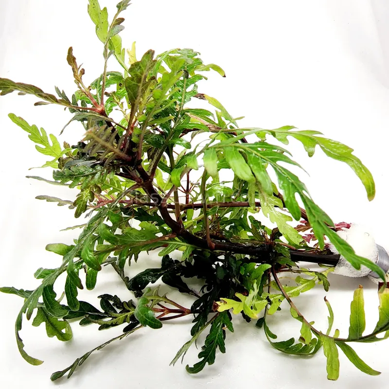 Hygrophila pinnatifida (etablerad)