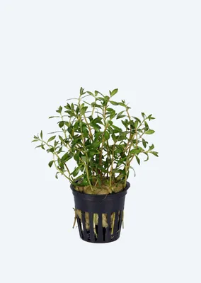 Ludwigia-arcuata-1