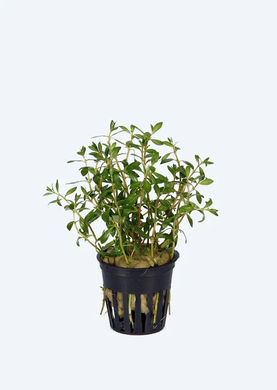 Ludwigia arcuata