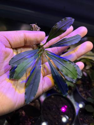 Bucephalandra 'Kapit' - Signature Edition