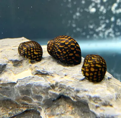 Neritina sp. "Batik"