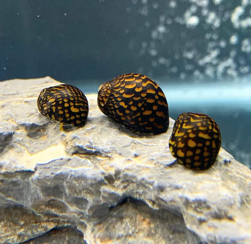 Neritina sp. "Batik"