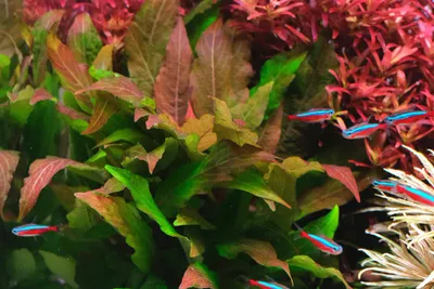 Hygrophila Cherry leaf