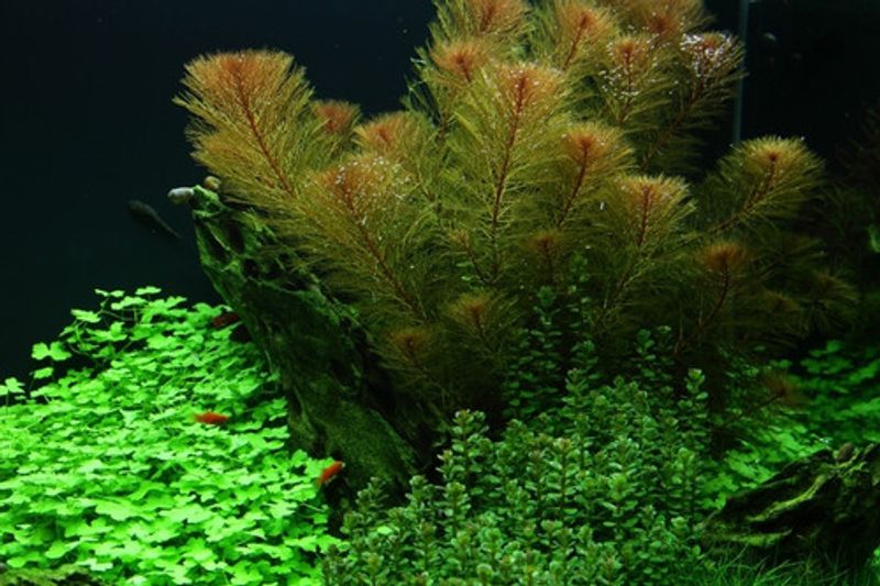 Myriophyllum brasiliensis