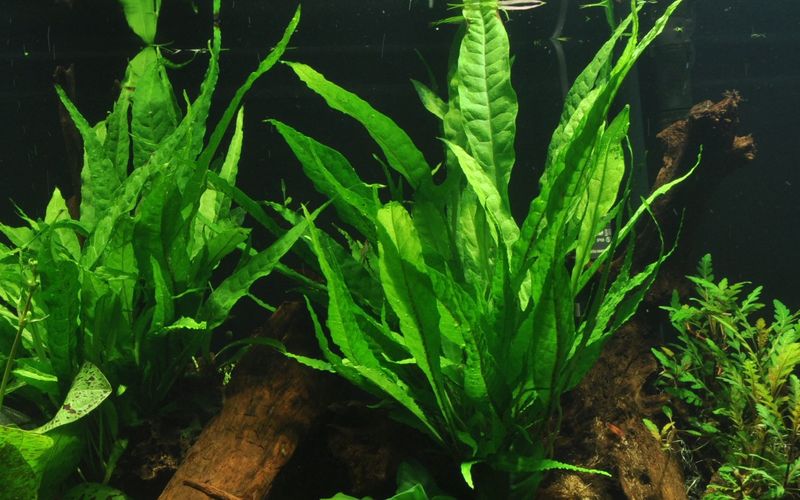 Microsorum pteropus