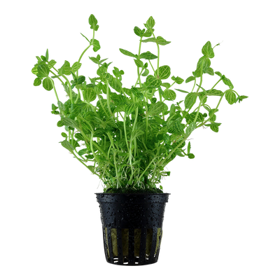 Lindernia rotundifolia