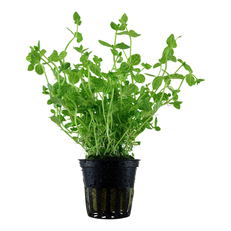 Lindernia rotundifolia