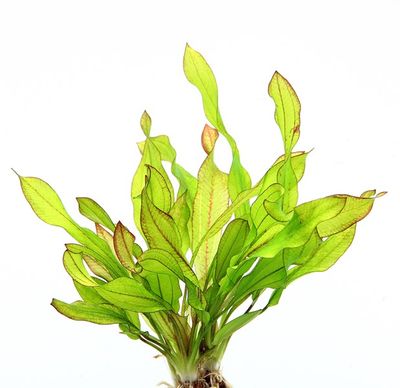 imagegen (14)