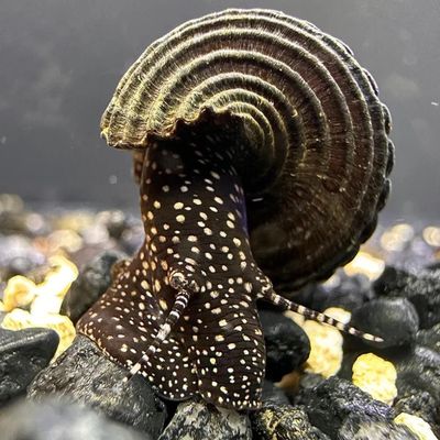 Tylomelania sp. "White Spot"