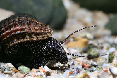 tylomelania-patriarchalis-1_ml