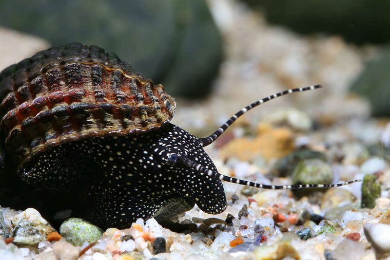 Tylomelania sp. "White Spot"