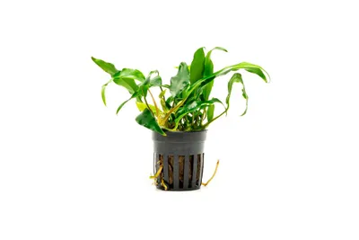 Anubias Minima