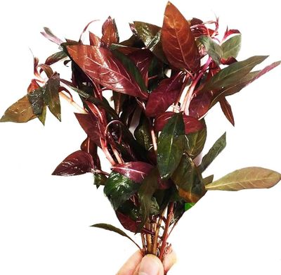 Ludwigia glandulosa (etablerad)
