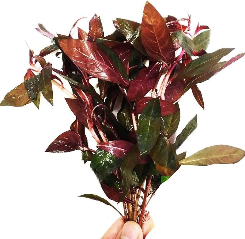 Ludwigia glandulosa (etablerad)