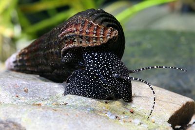Tylomelania sp. "White Spot"