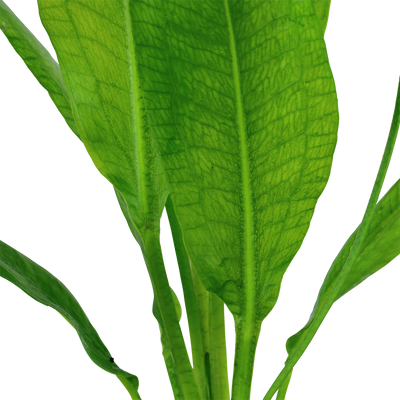 Echinodorus grisebachii 'Bleherae'