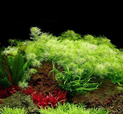 Myriophyllum mattogrossense