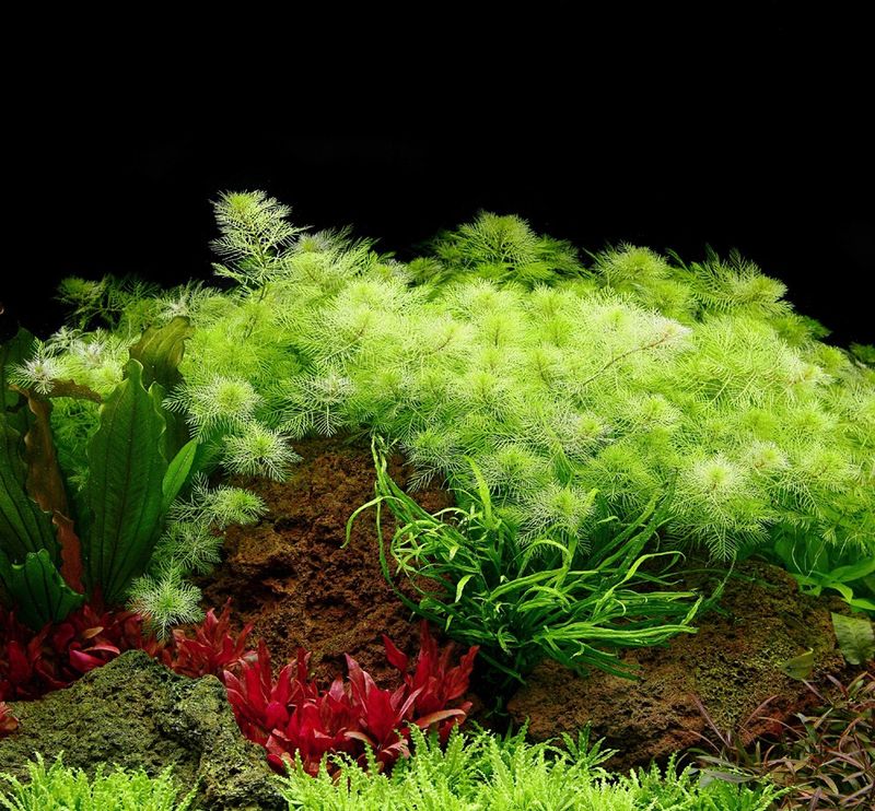 Myriophyllum mattogrossense