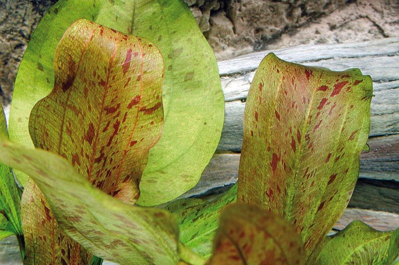 Echinodorus Dschungelstar No. 9 'Spotted Harbich'