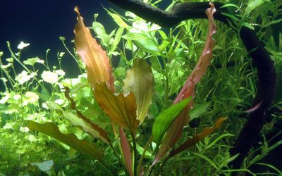 Echinodorus 'Rosé'
