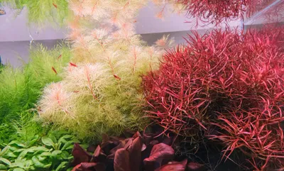 Ludwigia arcuata