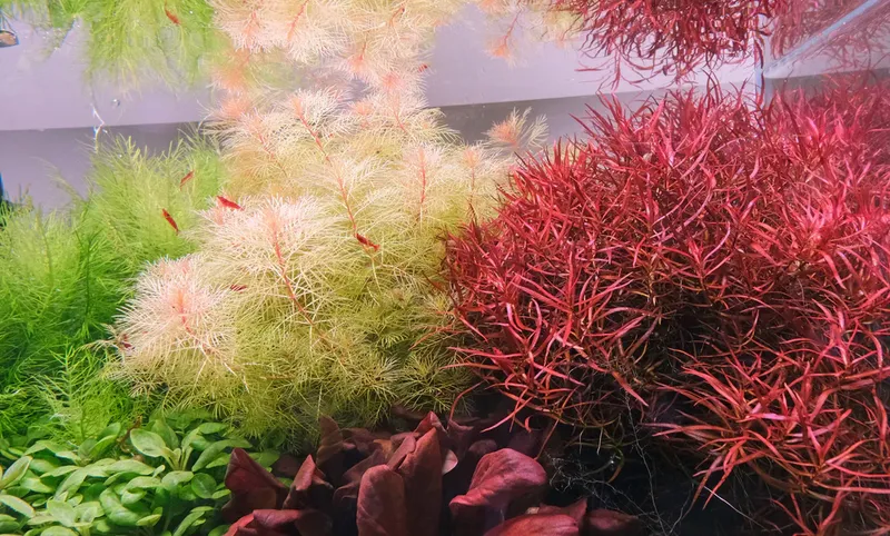 Ludwigia arcuata