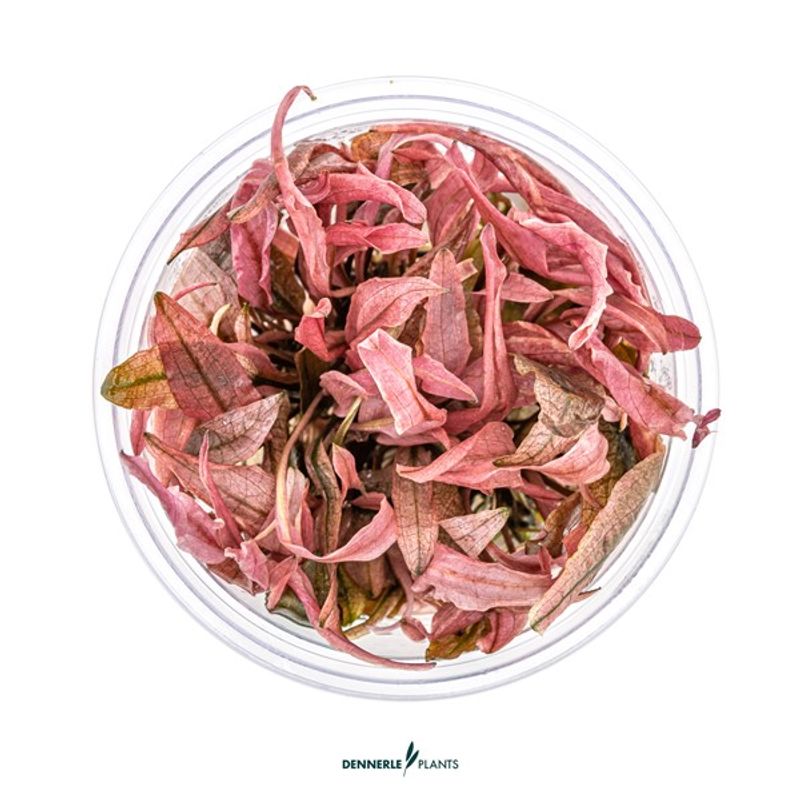 Cryptocoryne Spec. Flamingo (Invitro)