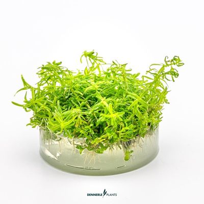 Rotala sp. ´Wayanad´ In-Vitro