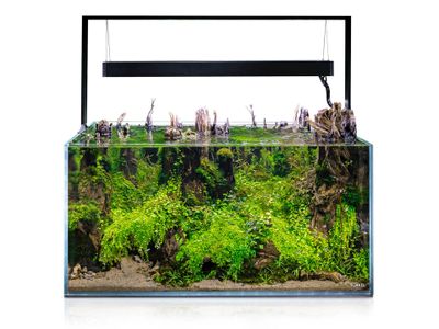123430_ultrascape_90_forest_01_aquascape_main_181