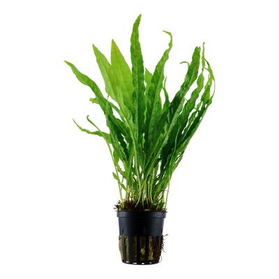 Microsorum pteropus