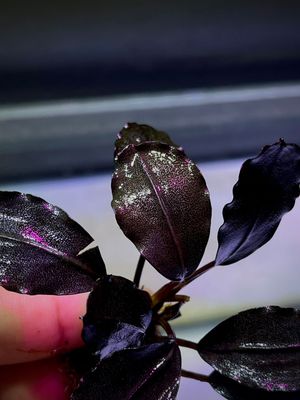 Bucephalandra 'Black Pink'  - Signature Edition