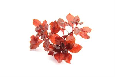 Ludwigia palustris 'Super Red' (etablerad)