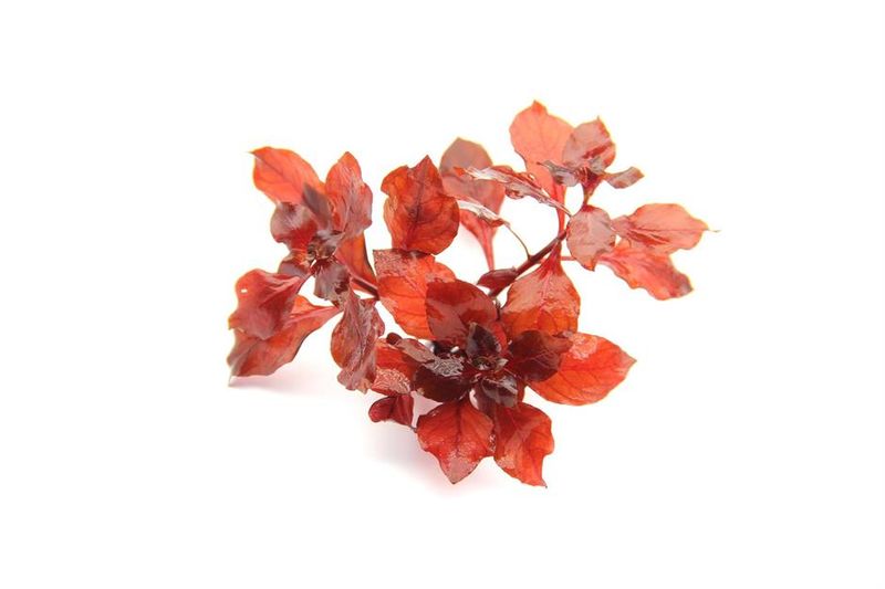 Ludwigia palustris 'Super Red' (etablerad)