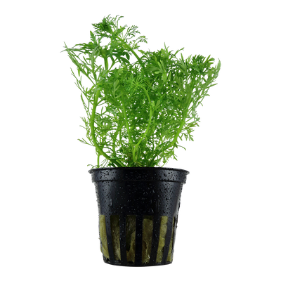 Limnophila aquatica