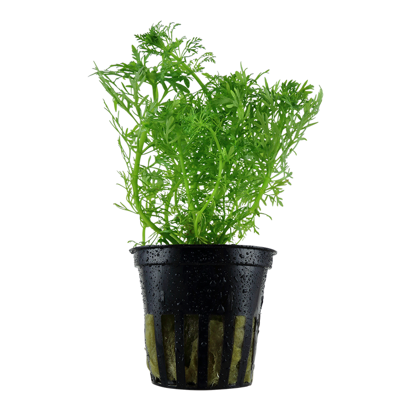 Limnophila aquatica