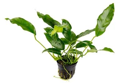 Anubias sp. ‘Short & Sharp’
