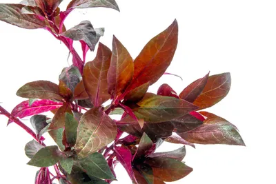 Alternanthera reineckii red