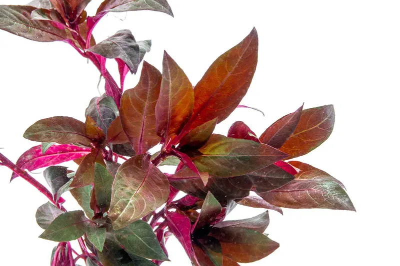 Alternanthera reineckii red