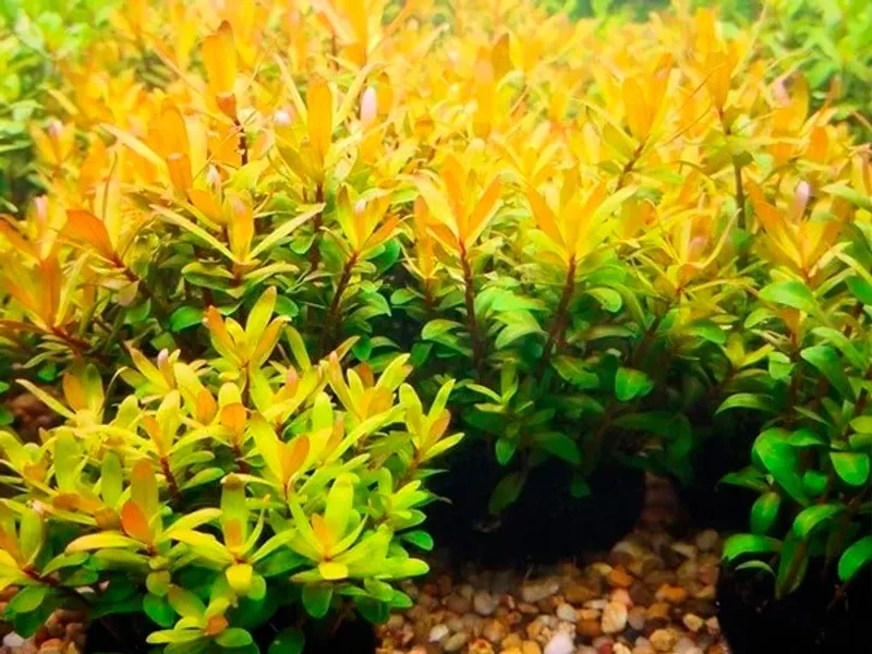 Nesaea pedicellata