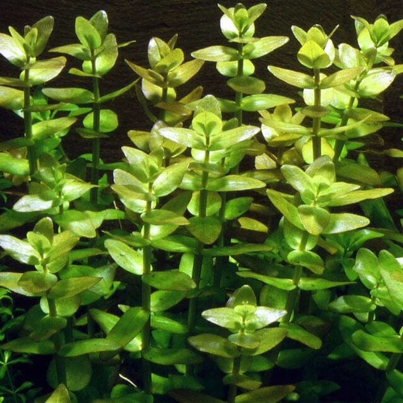 Bacopa caroliniana (etablerad)