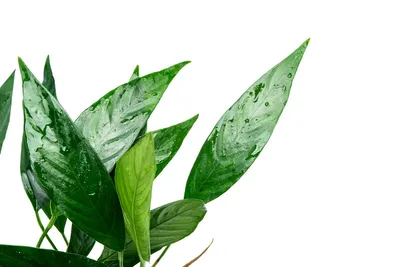 Anubias-Barteri-Var-Glabra-Lanceolata-Mother-Pots-2