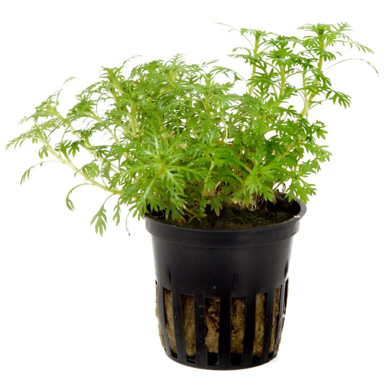 Hottonia palustris