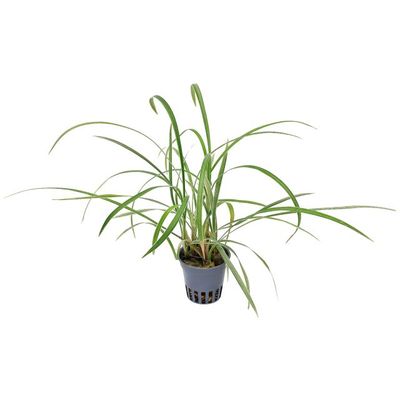 Ophiopogon japonicus 'Jaburan'
