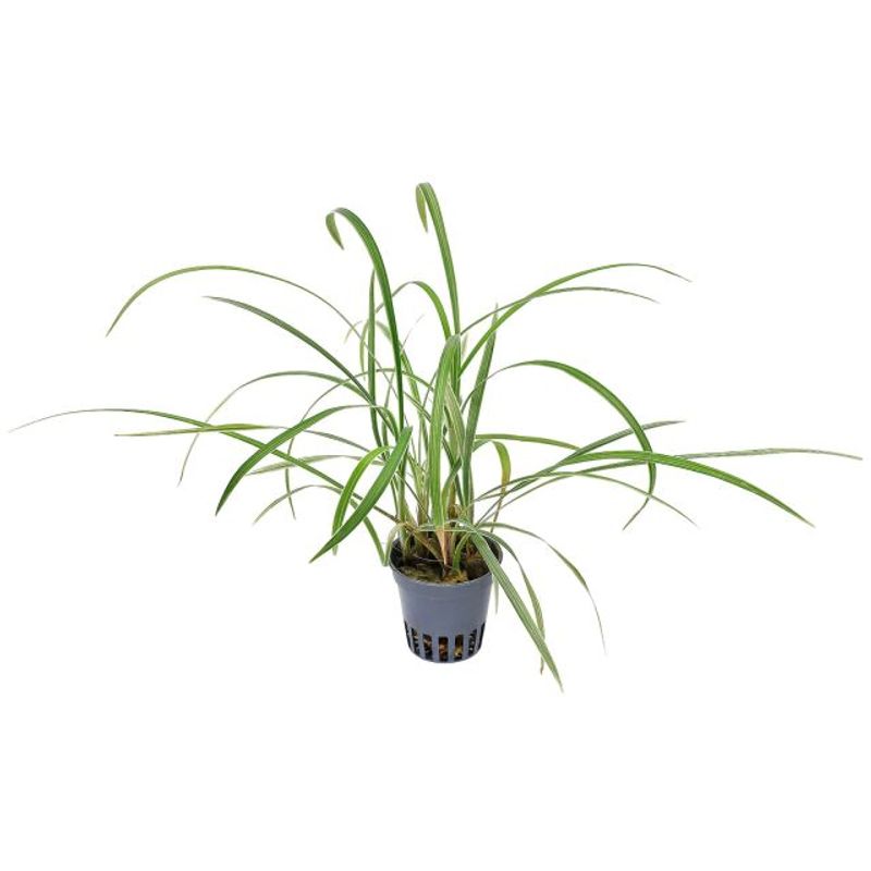 Ophiopogon japonicus 'Jaburan'