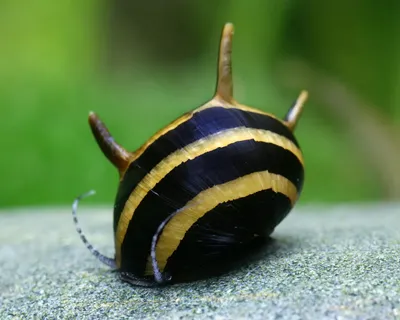 Clithon sp. "Thorn Zebra"