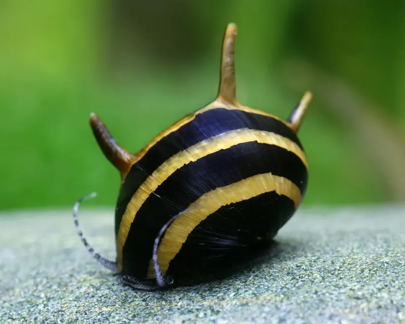 Clithon sp. "Thorn Zebra"