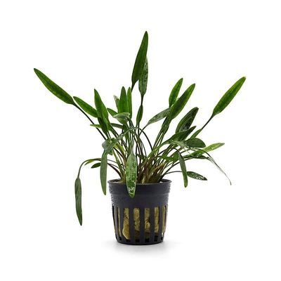 Cryptocoryne Lucens