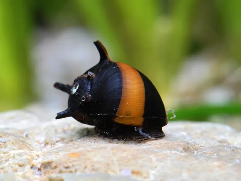 Clithon sp. "Thorn Zebra"