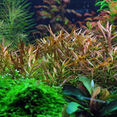 Ludwigia Brevipes